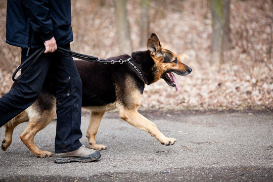 Master and his obedient (German Shepherd) dog