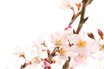 桜の切り花