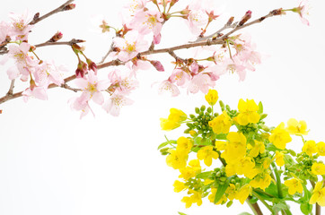 桜と菜の花の切り花