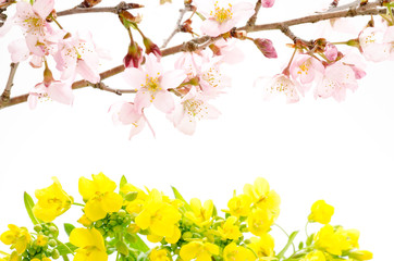 桜と菜の花の切り花