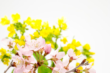 菜の花をバックに桜の切り花