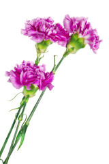Three lonely  pink carnation