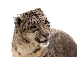Head of Snow leopard. Isolated over white