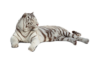 Naklejka premium lying white tiger. Isolated over white