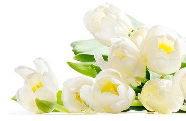 fresh tulips isolated on white background