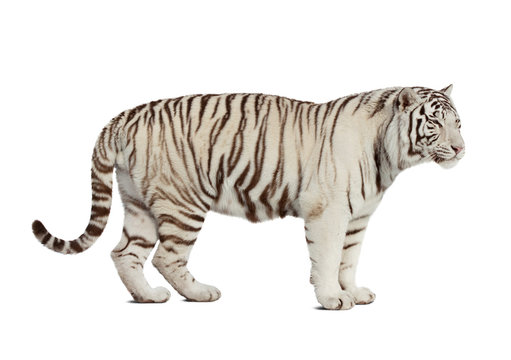tiger. Isolated  over white