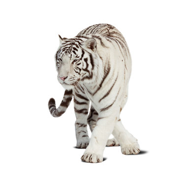 Walking  tiger. Isolated  over white
