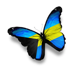 Bahamian flag butterfly, isolated on white