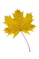 maple leaf