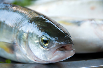 Fish talking