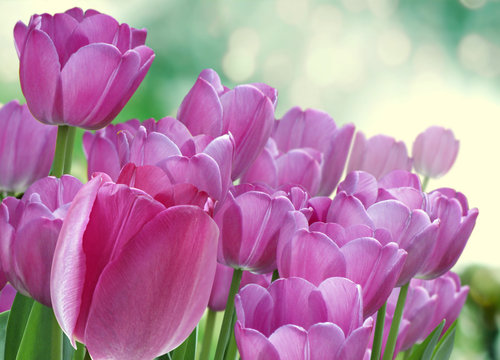 tulips arrangement