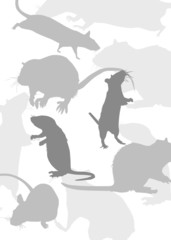 gray background with rats