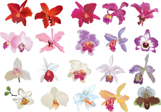isolated twenty orchid flowers