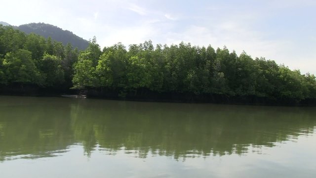 paysage de mangrove
