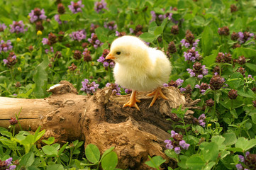OSTERN Photo © Herby Meseritsch