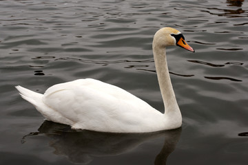 Fototapeta premium White swan swimming