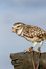 Little owl perched on trainers hand