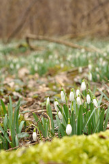 Snowdrops in deciduous forrest