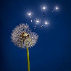 old dandelion and flying shining seeds