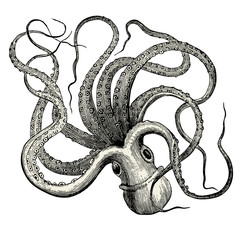 Pieuvre (Octopus vulgaris) - obrazy, fototapety, plakaty