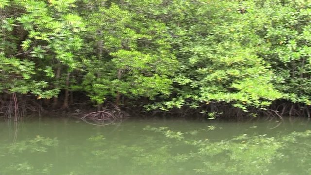 mangrove et jungle de thailande