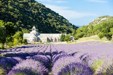 Senanque abbey with lavender field, Provence, France