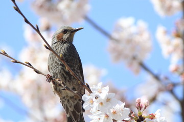 ヒヨドリ