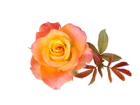 Roses flowers it is isolated a holiday
