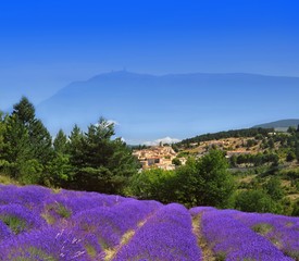 aurel en provence