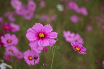 秋桜