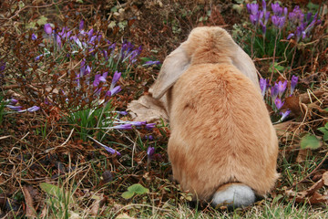 Hase