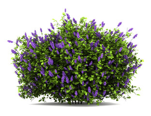 lilac flowers bush isolated on white background - 39782518