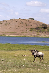 Gnu, Amboseli national Park