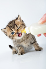 milk feeding small kitten from a bottle