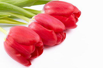 Three red tulips on a white background