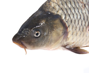 Fresh live fish is isolated on a white background