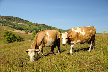 Fototapeta na wymiar Dwóch krów wypasanych w letni krajobraz