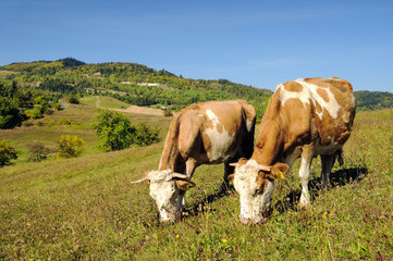 Fototapeta na wymiar Dwóch krów wypasanych w letni krajobraz