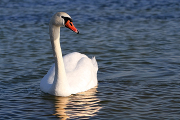 Obraz premium White swan in the water.
