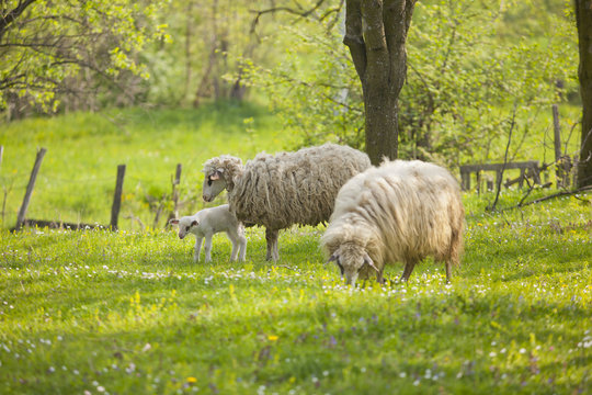 Sheep and lamb on green field