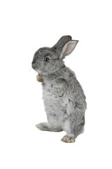 Gray rabbit