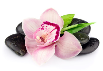 Pink orchid on the black stones