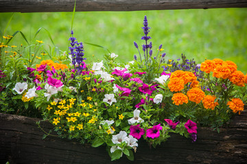 Vaso di Petunia, Slvia, Zinnia, Margherita