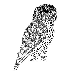 Fototapeta premium Original Hand drawing of Owl- vectorized