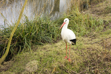 White Stork Bird