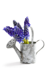 muscari or grape hyacinth - obrazy, fototapety, plakaty