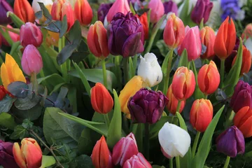 Crédence de cuisine en verre imprimé Printemps Mixed spring tulips bouquet