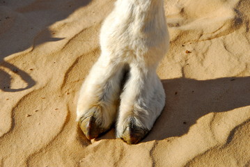 pied de dromadaire, tunisie, sahara