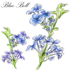 Blue Bell Flower