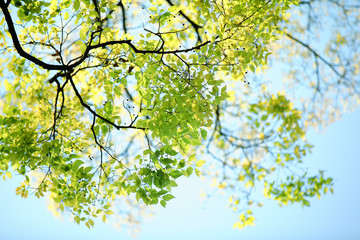 Spring branch